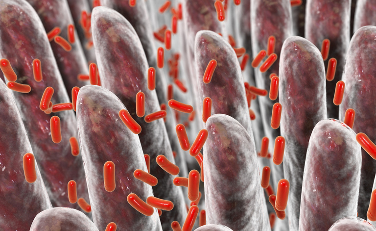 Batteri intestinali: celiachia
