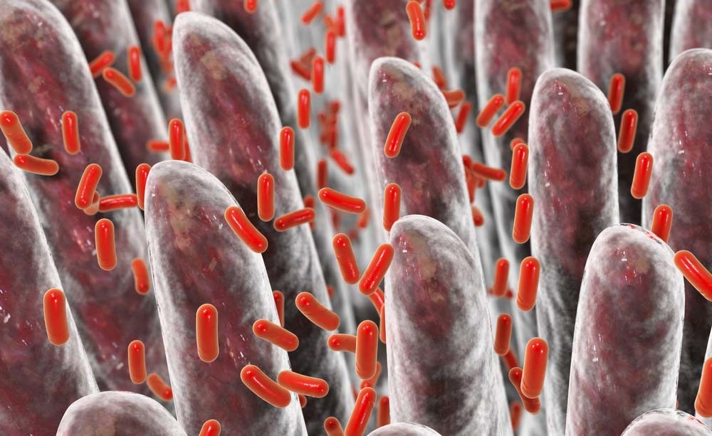 Batteri intestinali: come sono