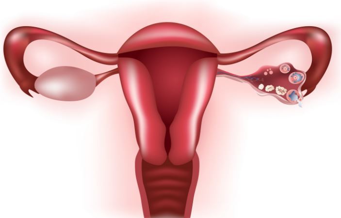 Ciclo mestruale e fertilità: i dettagli