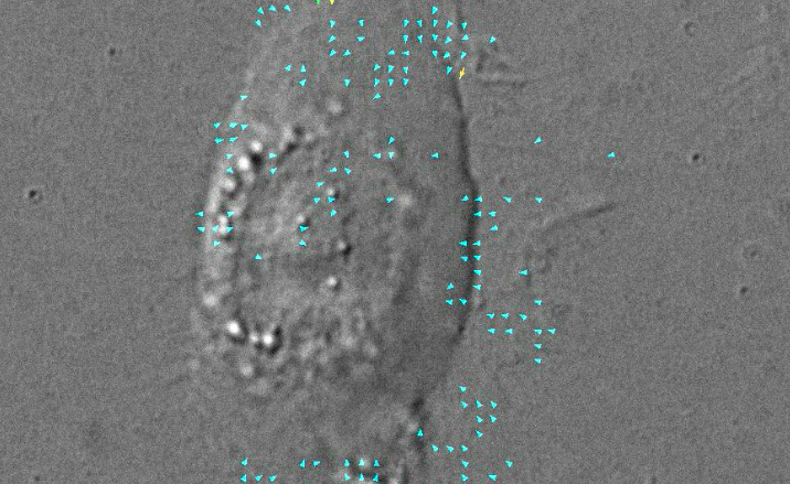 cellule interne: camminano