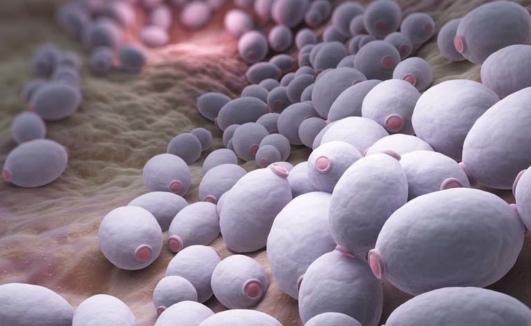 La dieta per la Candida