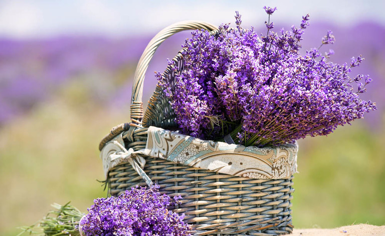 La Lavanda contro il Mal di testa