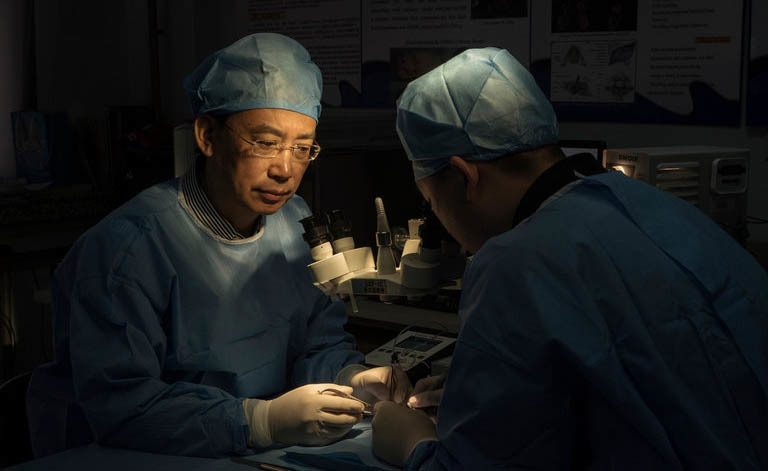 Trapianto di testa: nuovo tentativo in Cina