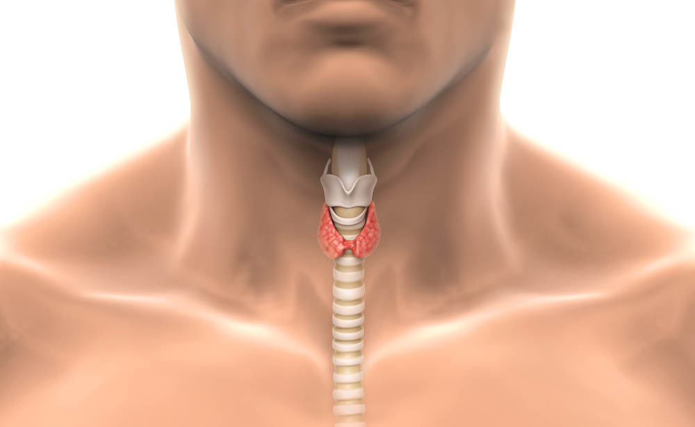 I disturbi alla tiroide e il colesterolo
