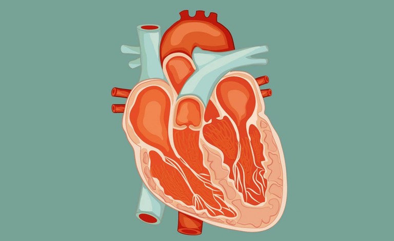 miocardite: le cause dell'infiammazione al cuore