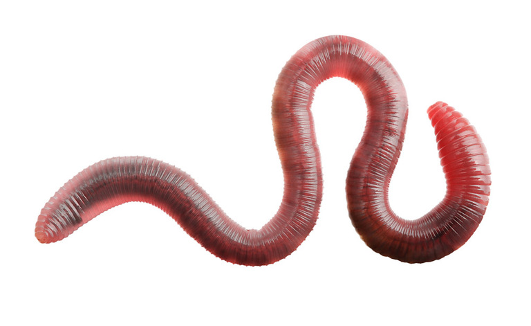 vermi