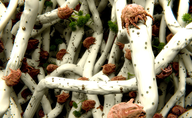 rifare il letto è sbagliato - acaro