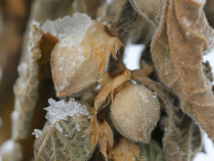 Ashwagandha_seedpods
