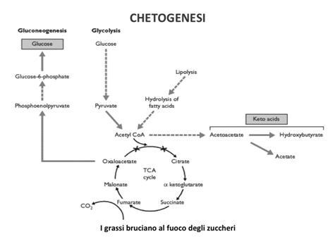 chetogenesi