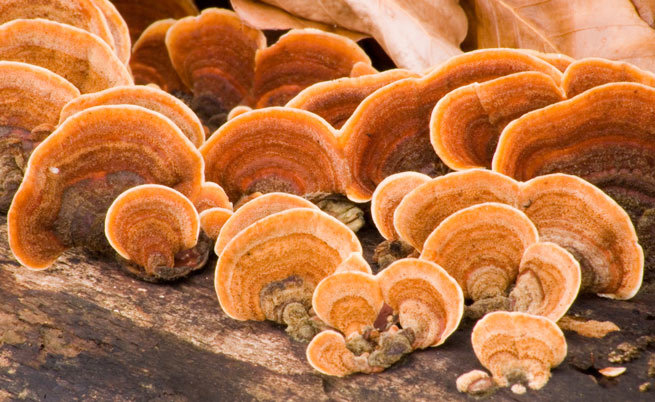reishi