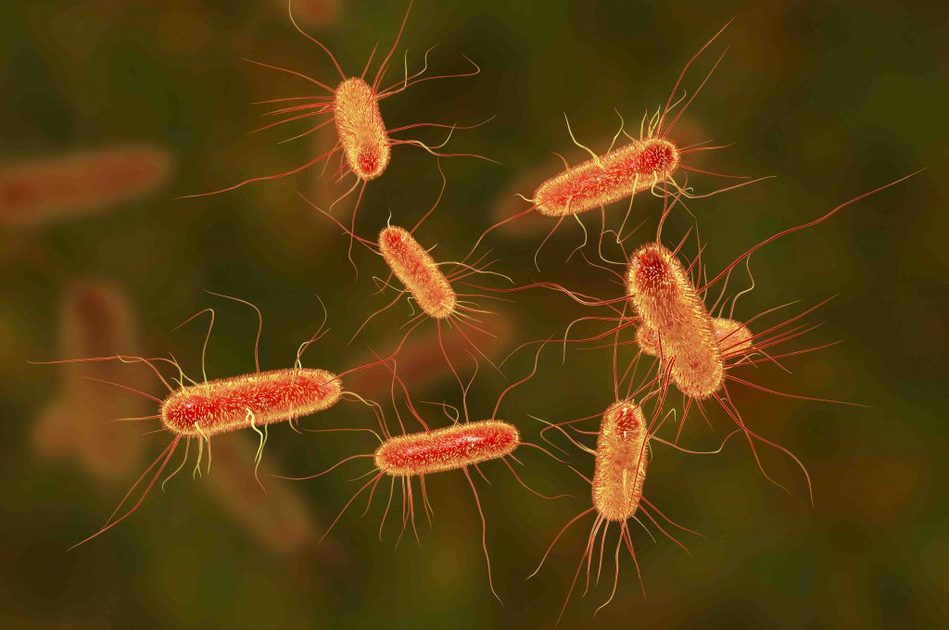 Escherichia Coli e Infarto: il legame