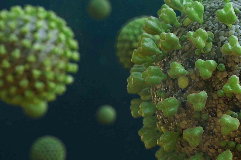 Coronavirus tutte le curiosità