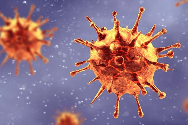 Coronavirus: perché si diffonde facilmente nei mattatoi