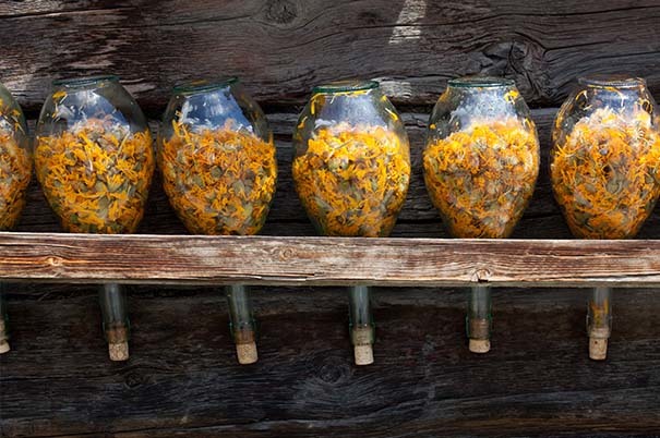 Arnica: benefici e proprietà