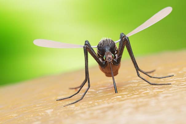 Zanzare: possono trasmettere il coronavirus?