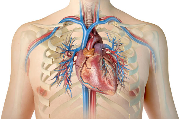 Test da sforzo: come funziona e come prepararsi all'esame