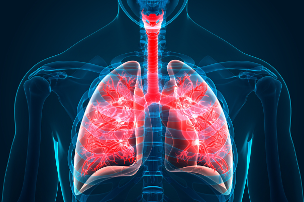 anatomia-dei-polmoni-umani