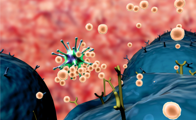 Globuli Bianchi in Funzione all'Interno del Sangue Umano