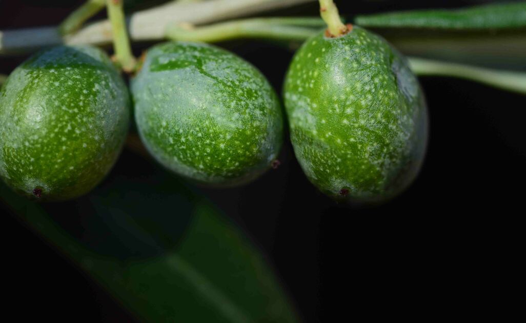 Proprietà delle Olive