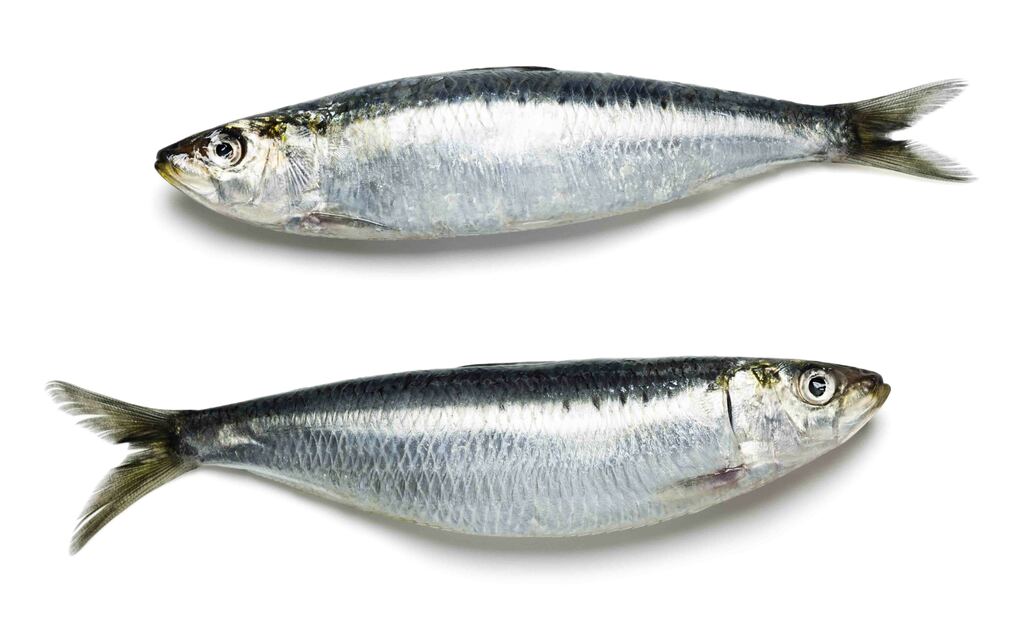 Sardine: Proprietà
