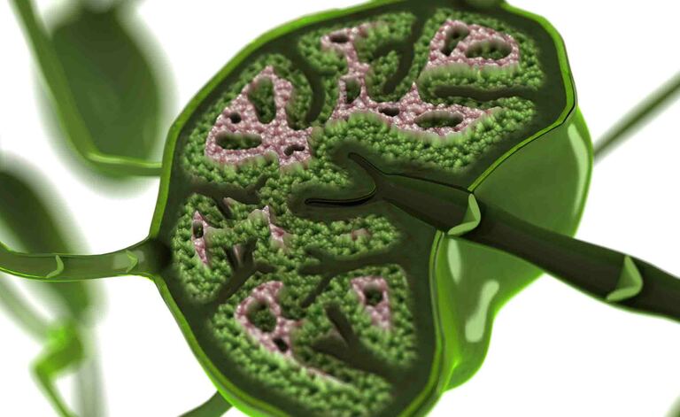 Linfonodi ai Polmoni