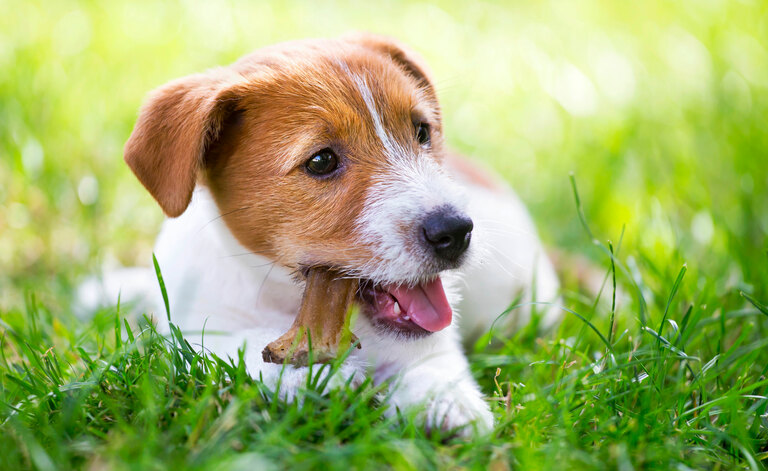 Ossa Al Cane: Fanno Male?