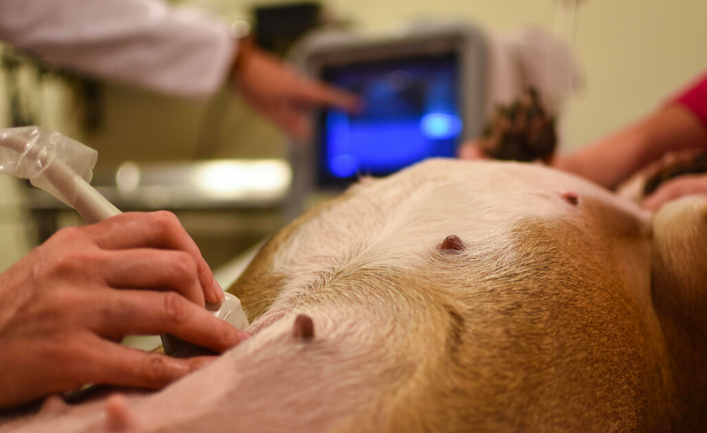 Alimentazione del Cane in Gravidanza: Cosa Sapere?