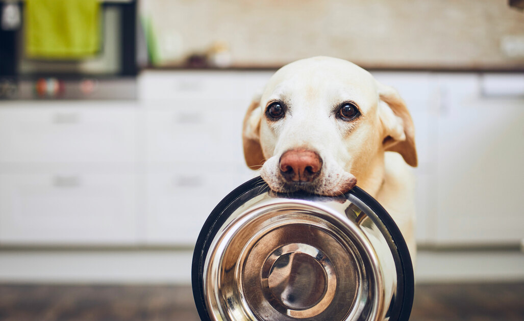 Cane che Non Mangia: Perché?