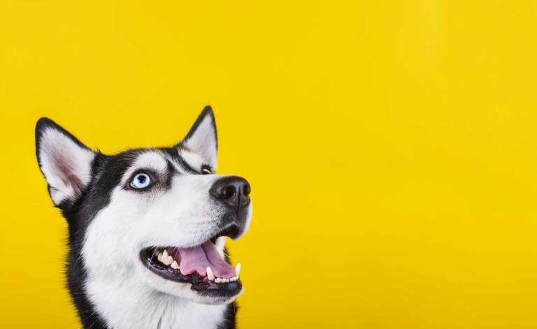 Fabbisogni Energetici del Cane: un Focus