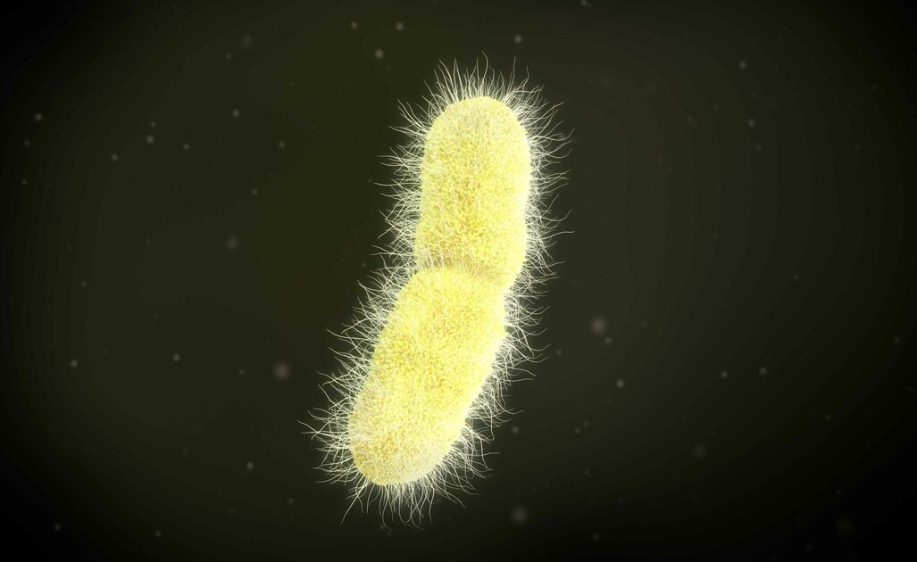 Un Focus Sulla Klebsiella