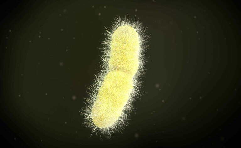 Un Focus Sulla Klebsiella