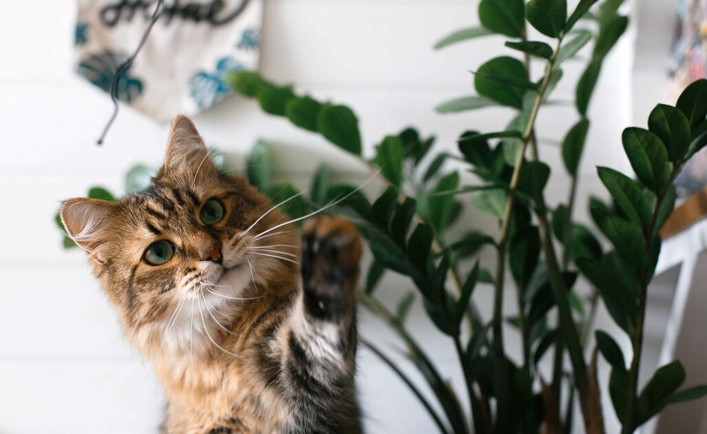 Piante Velenose per il Gatto: Quali Sono?