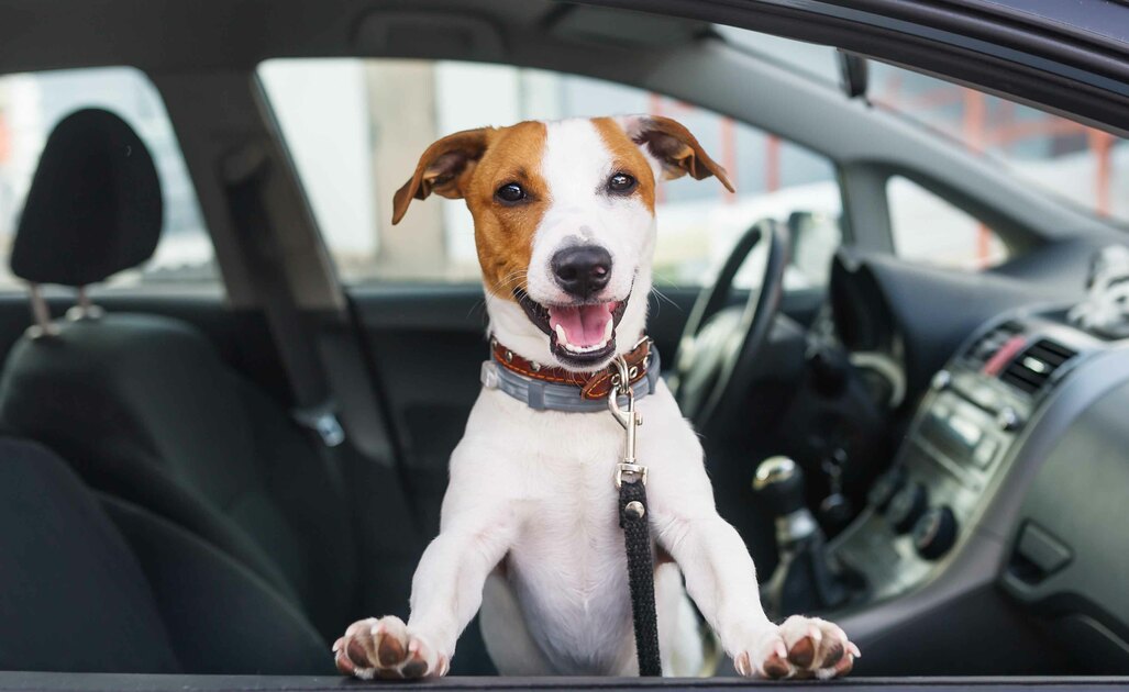 Tutto Sul Trasporto Dei Cani In Auto