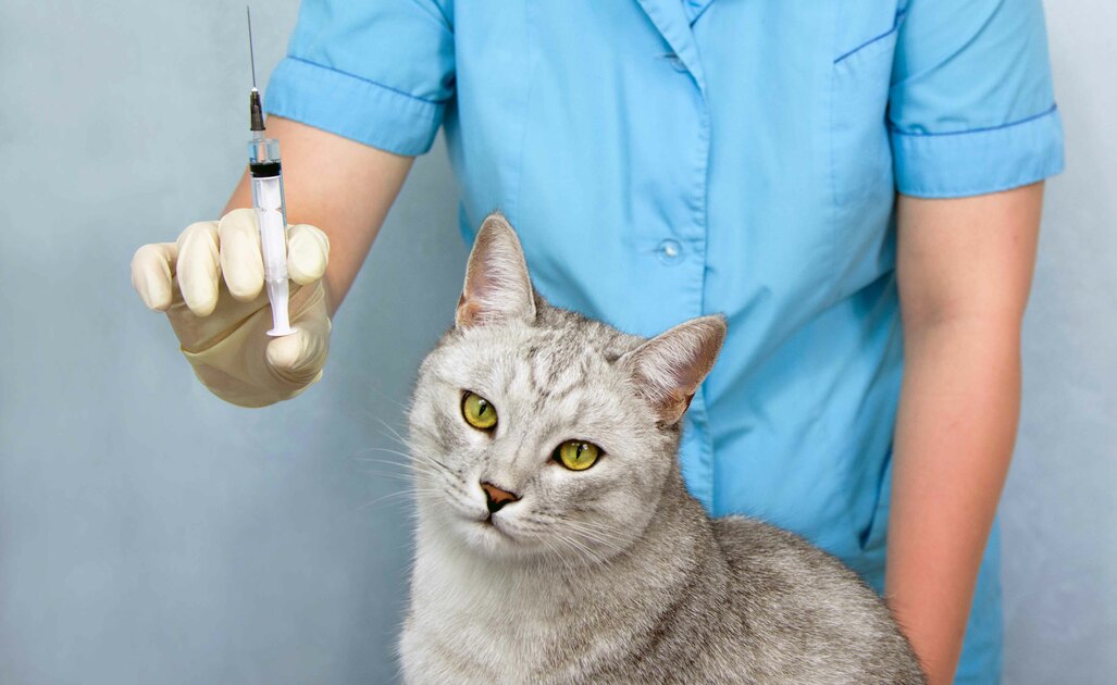 Cosa Sapere Sul Diabete Nel Gatto