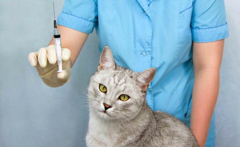 Cosa Sapere Sul Diabete Nel Gatto