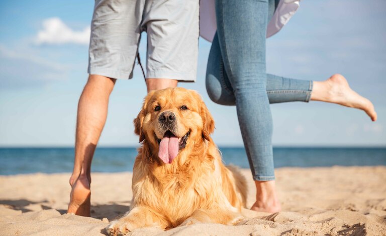 Si Può Portare Il Cane In Spiaggia