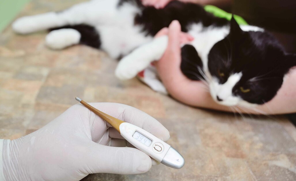 Febbre Nel Gatto: Un Focus