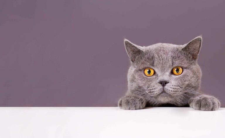 Un Focus Sulla Rogna Nel Gatto