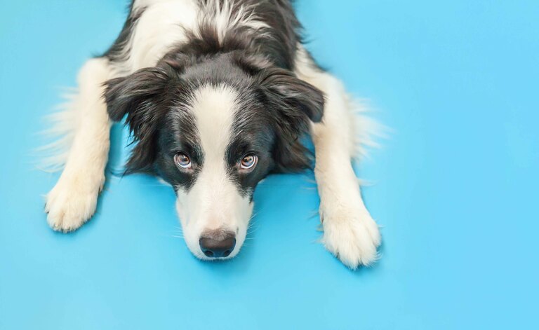 Un Focus Sulla Rogna Nel Cane