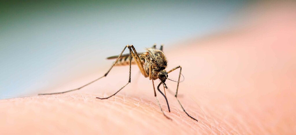 Scopriamo Cosa Sapere Sulla Febbre Dengue