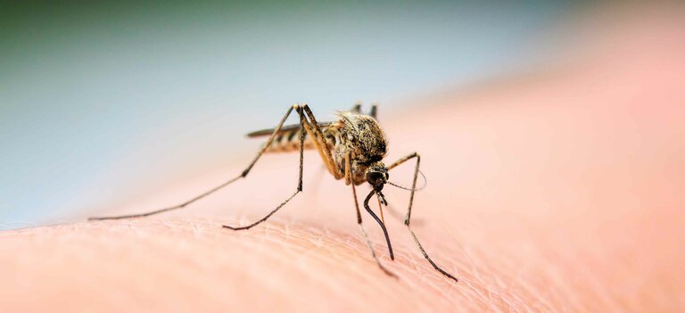 Scopriamo Cosa Sapere Sulla Febbre Dengue
