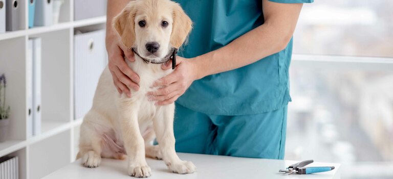 Un focus sull'echinoccosi