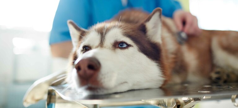 Un focus sull'ehrlichiosi