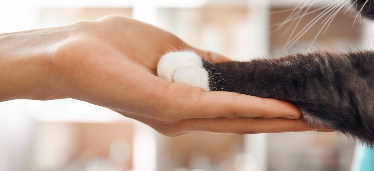 Un focus sulla tubercolosi del gatto