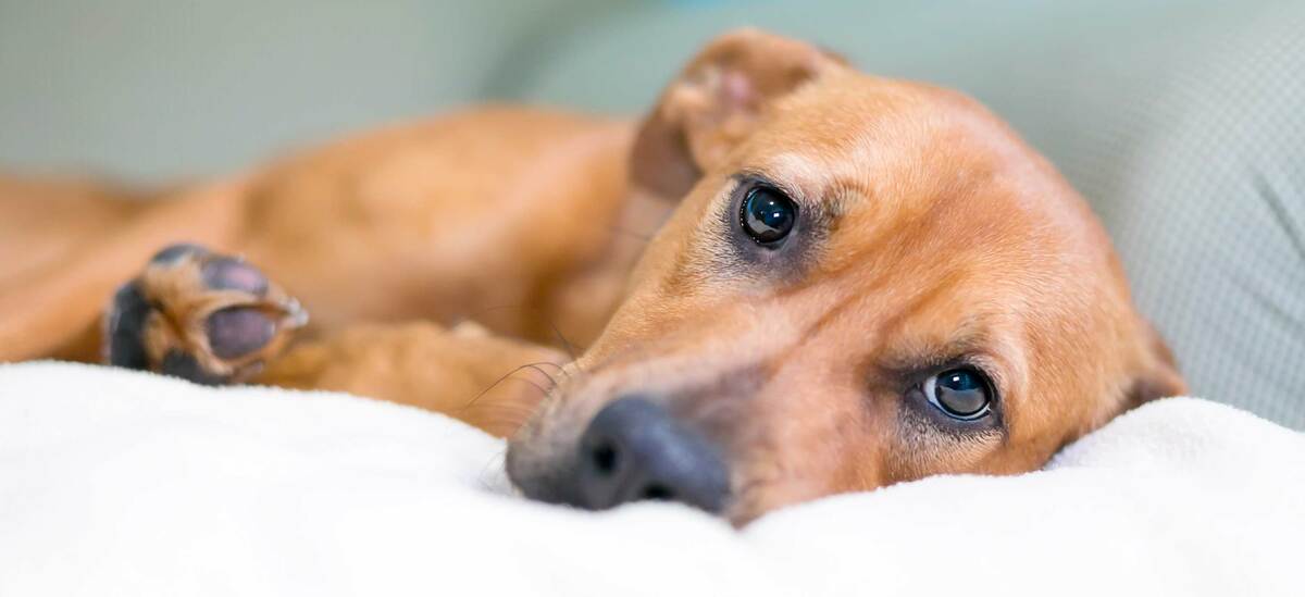 Parvovirosi canina: un Focus