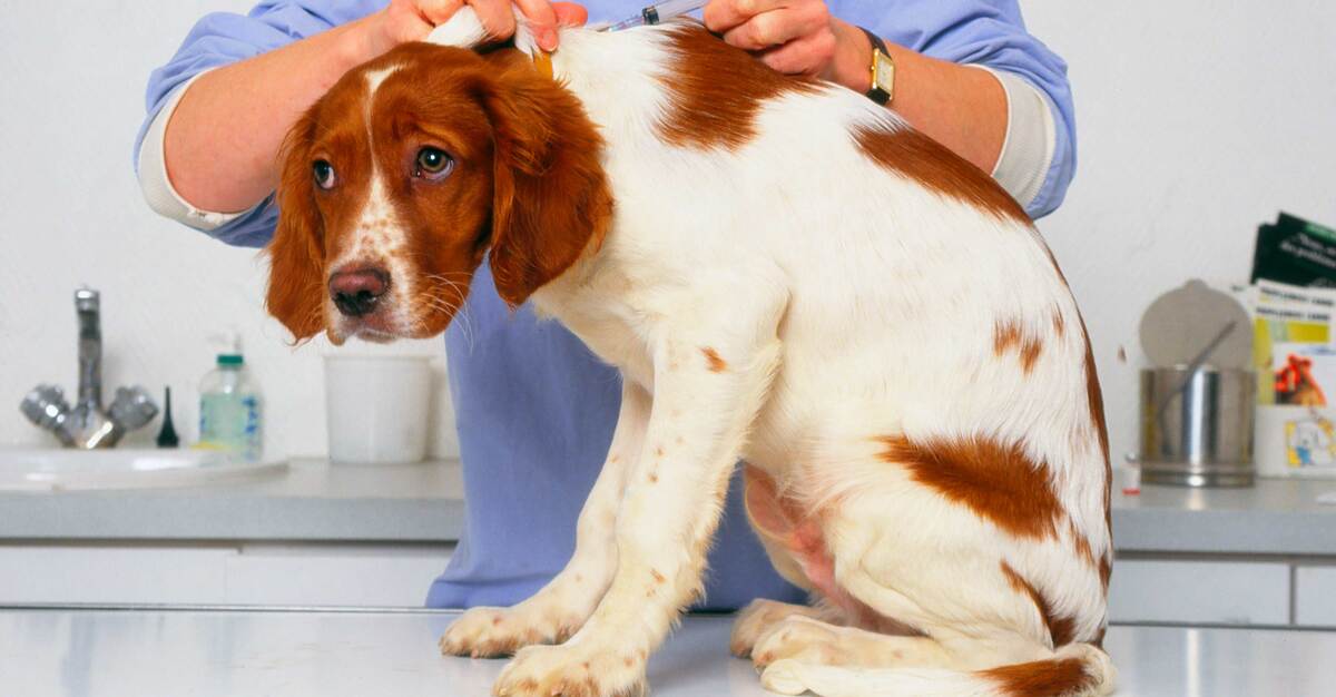 Cimurro nel cane: cosa sapere