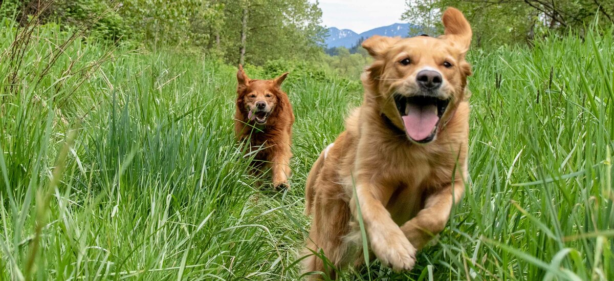 Un focus sulle punture di zecche