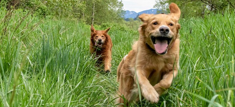 Un focus sulle punture di zecche