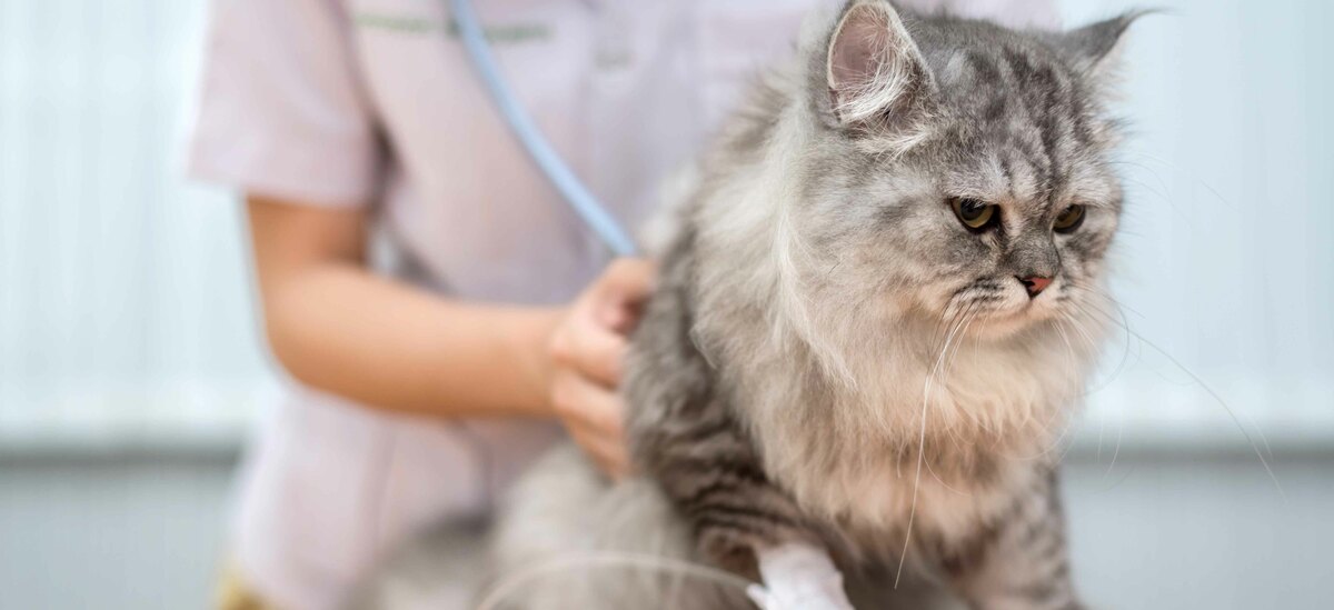 Scopriamo i sintomi dell'immunodeficienza felina