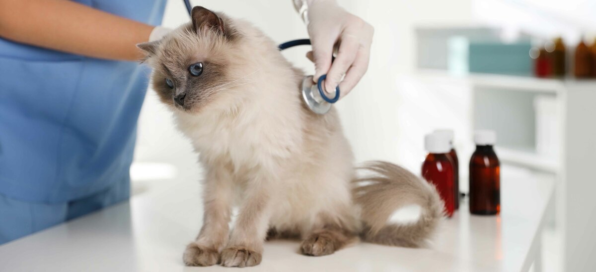 Un focus sulla leucemia del gatto